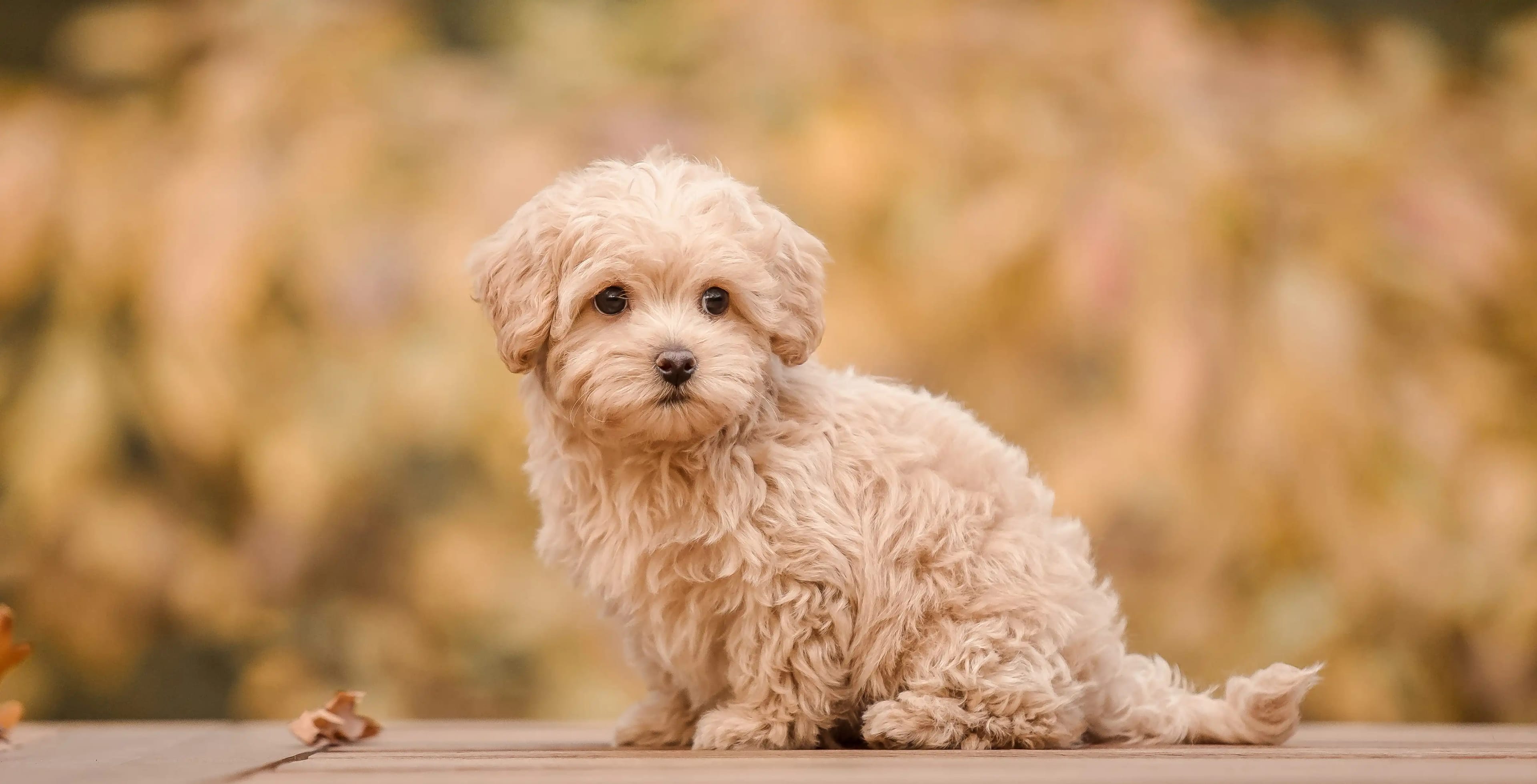 Maltipoo puppy, a Maltese and Poodle mix, sitting outdoors