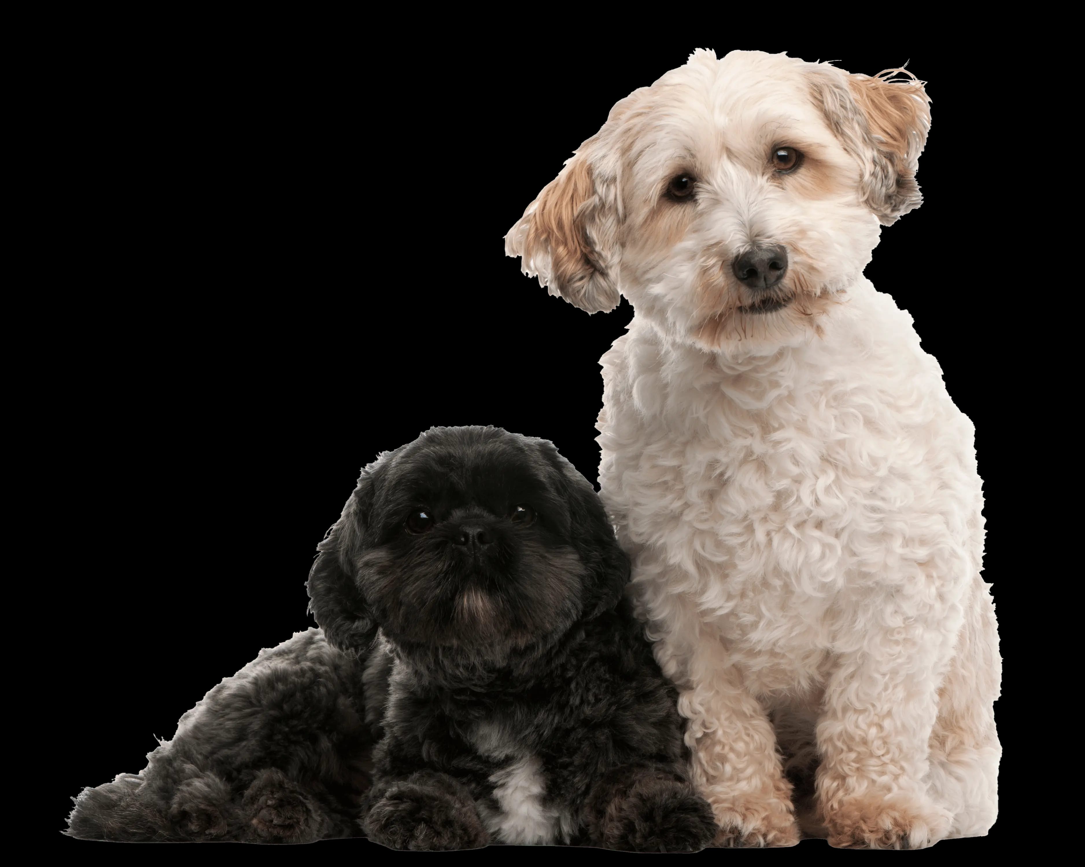 Two poodle mix dogs sitting together